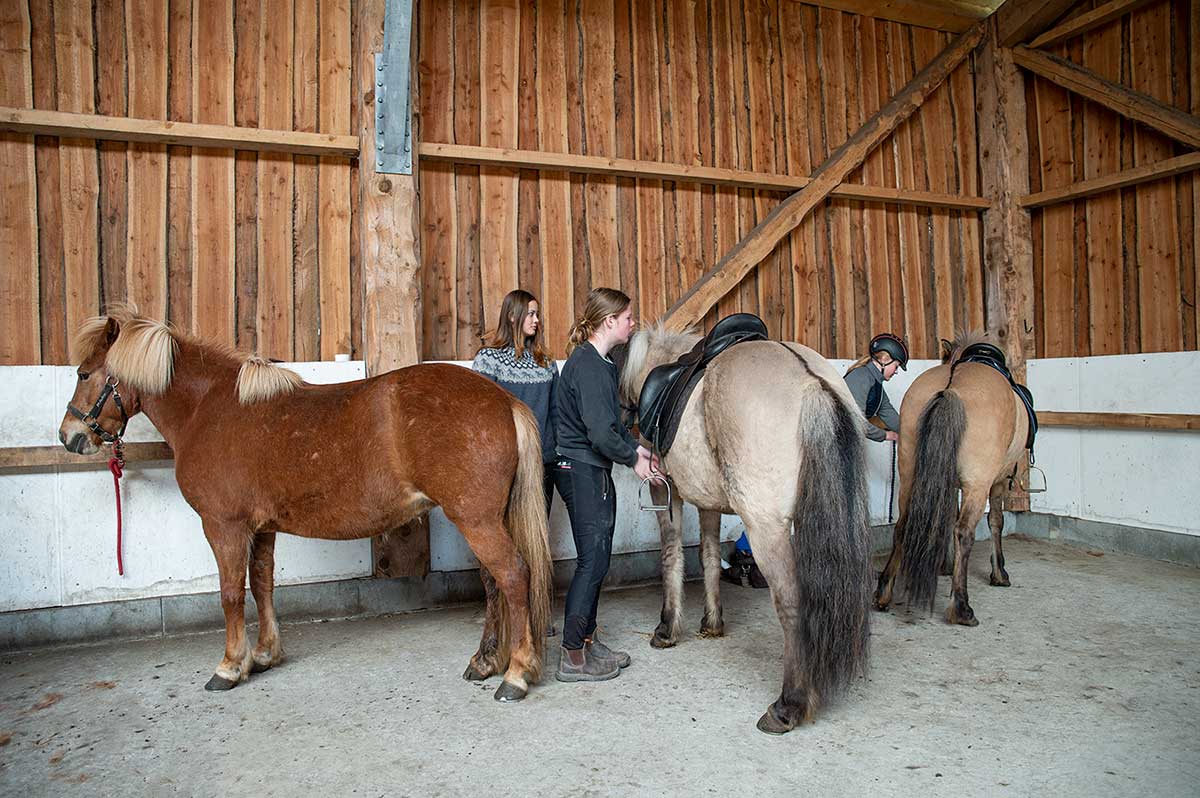 Islandske Heste Efterskole