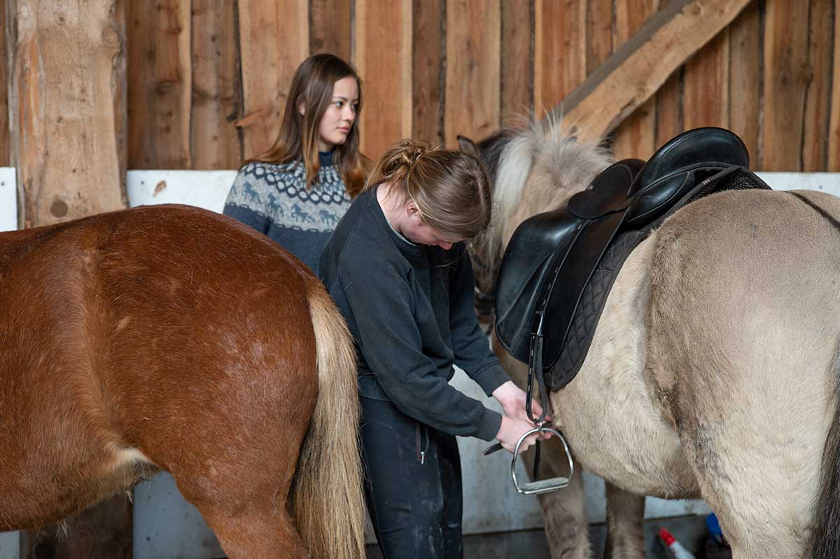 Klargøring af heste på ridelinjen