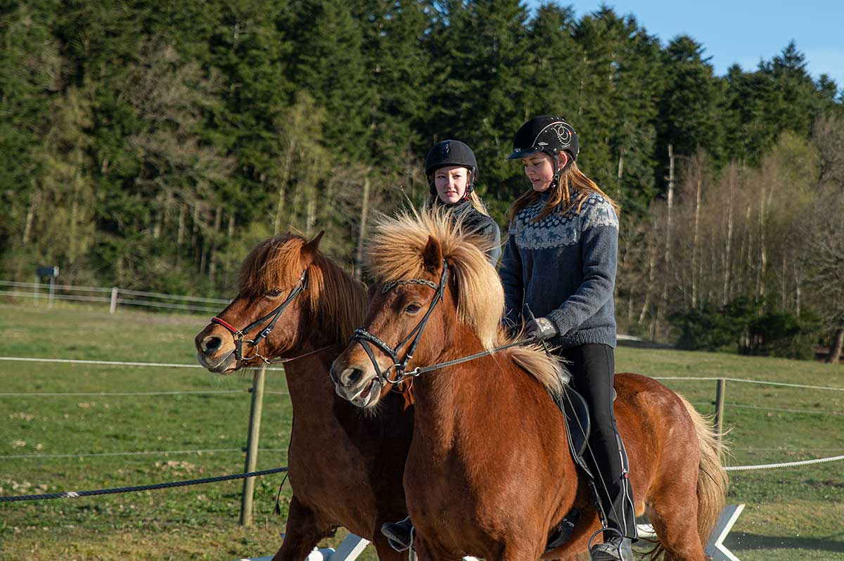 Islænderheste på ridebane