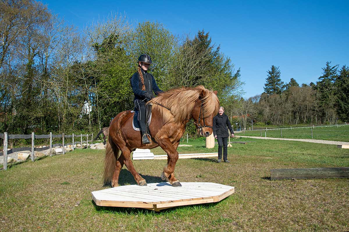 Agility undervisning islænder hest