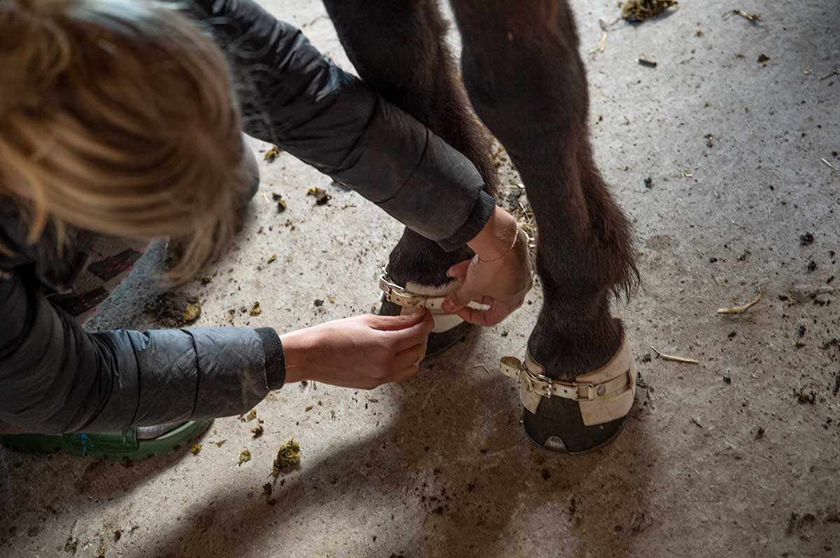 Islænder heste linje på efterskole