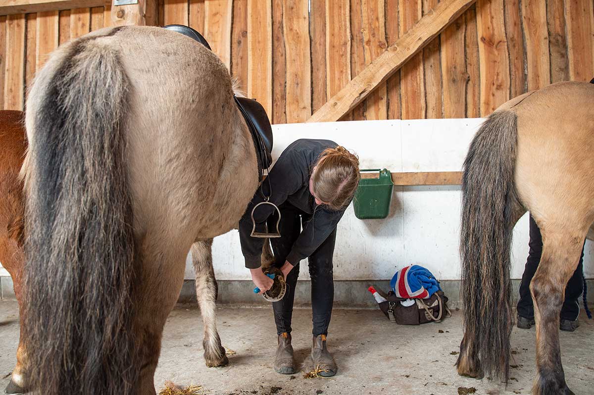 Klargøring af islænder hest til turridning på Husby Efterskole