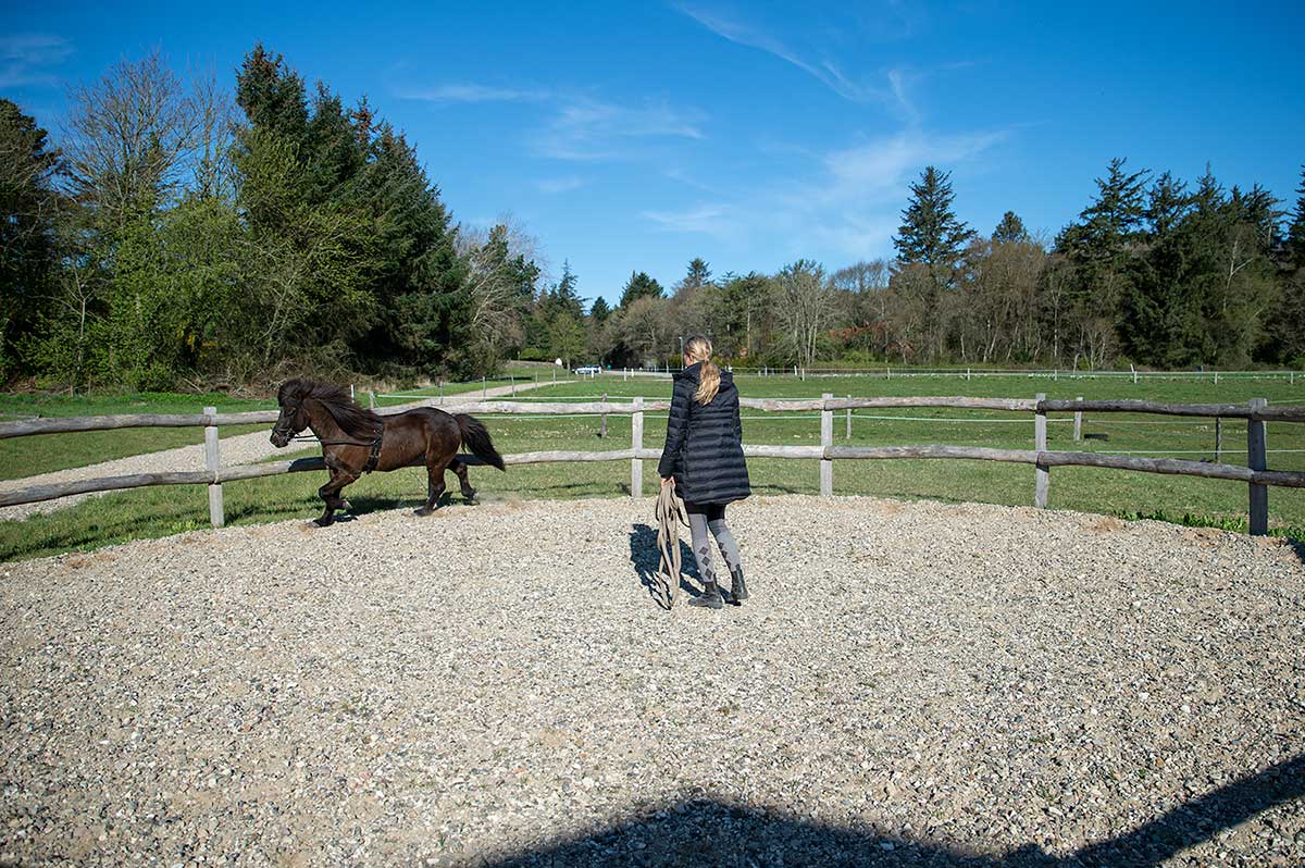 træning af islænder hest på ovalbanen