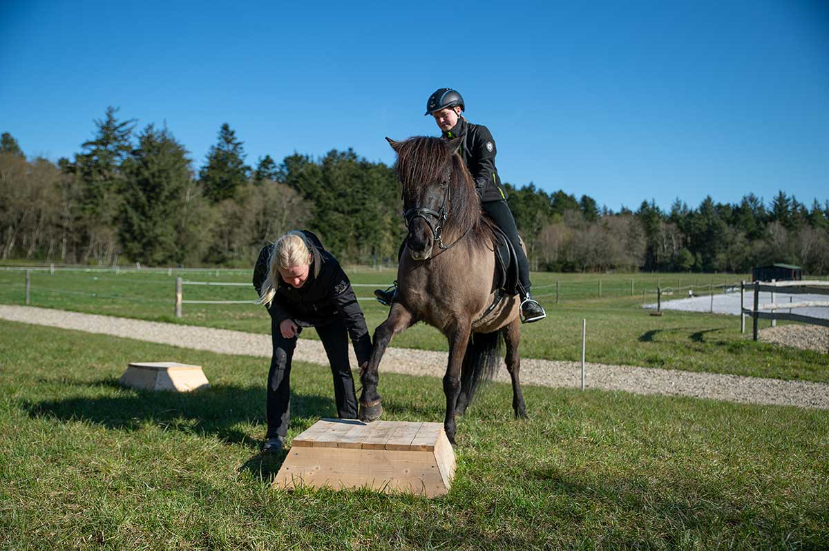 Agility træning af islænder hest på Husby Efterskole